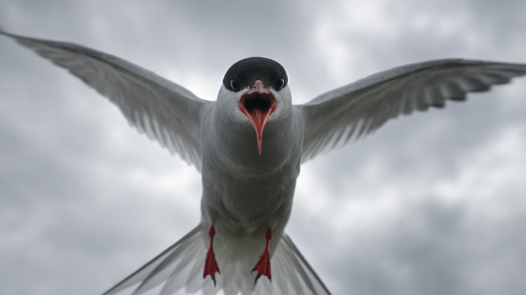 An arctic tern dives on the Farne Islands, Northumberland